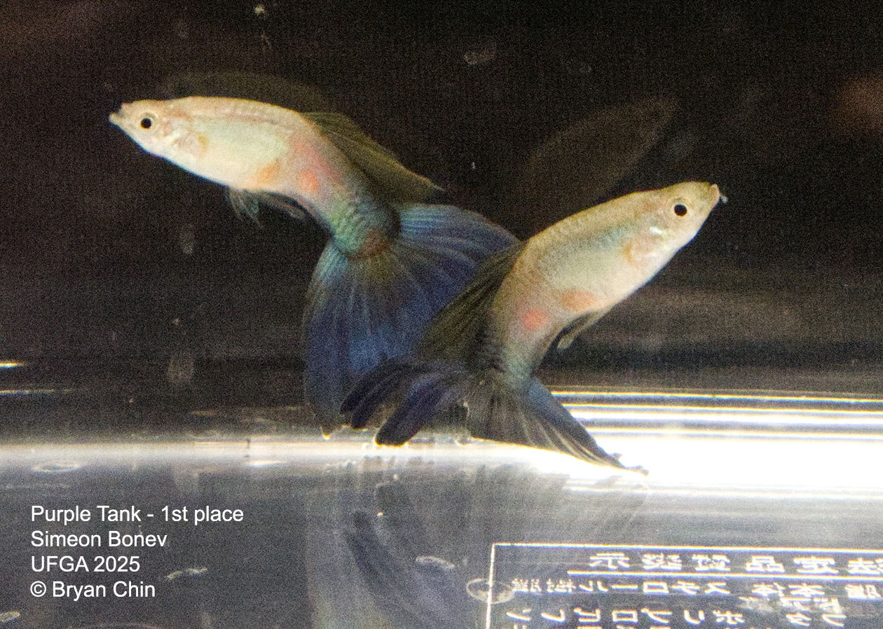 Guppy Purple